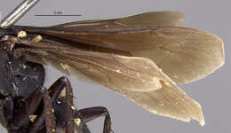 Image of Anoplius veranes (Banks 1947)