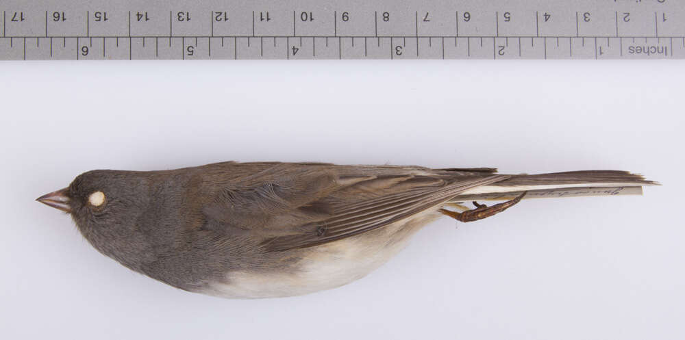 Image of juncos