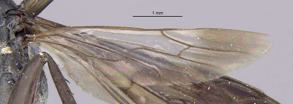 Image de Anoplius cylindricus (Cresson 1867)