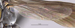 Image of Anoplius hispaniolae Evans 1966