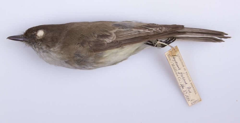 Image of Eastern Phoebe