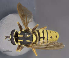 Image of Sphecomyia brevicornis Osten Sacken 1877