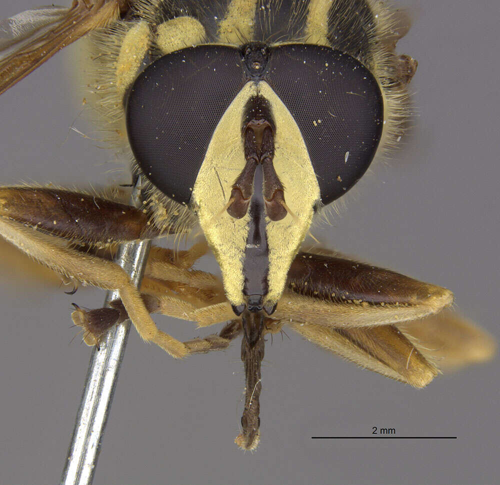 Image of Sphecomyia brevicornis Osten Sacken 1877