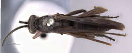 Image of Blue-Black Spider Wasps