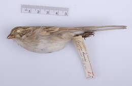 Image of Brewer's Sparrow
