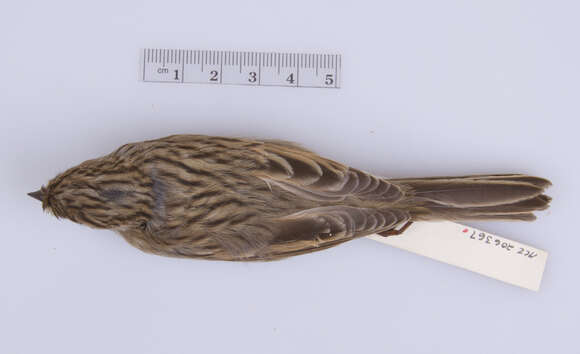 Image of Brewer's Sparrow