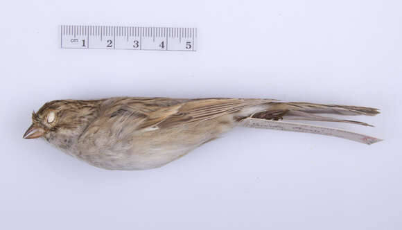 Image of Brewer's Sparrow