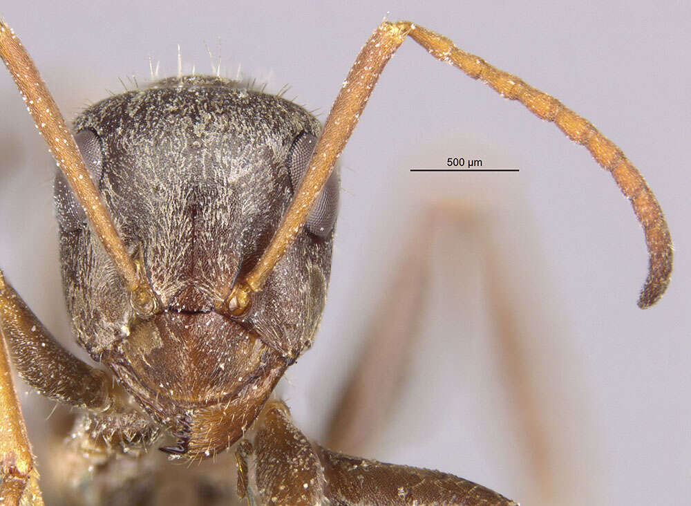 Слика од Formica longipilosa Francoeur 1973