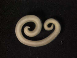 Image of nematodes