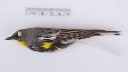 Image de Setophaga auduboni auduboni (Townsend & JK 1837)