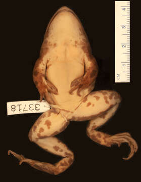 Sivun Lithobates septentrionalis (Baird 1854) kuva