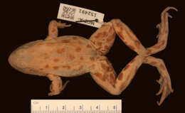 Sivun Lithobates septentrionalis (Baird 1854) kuva