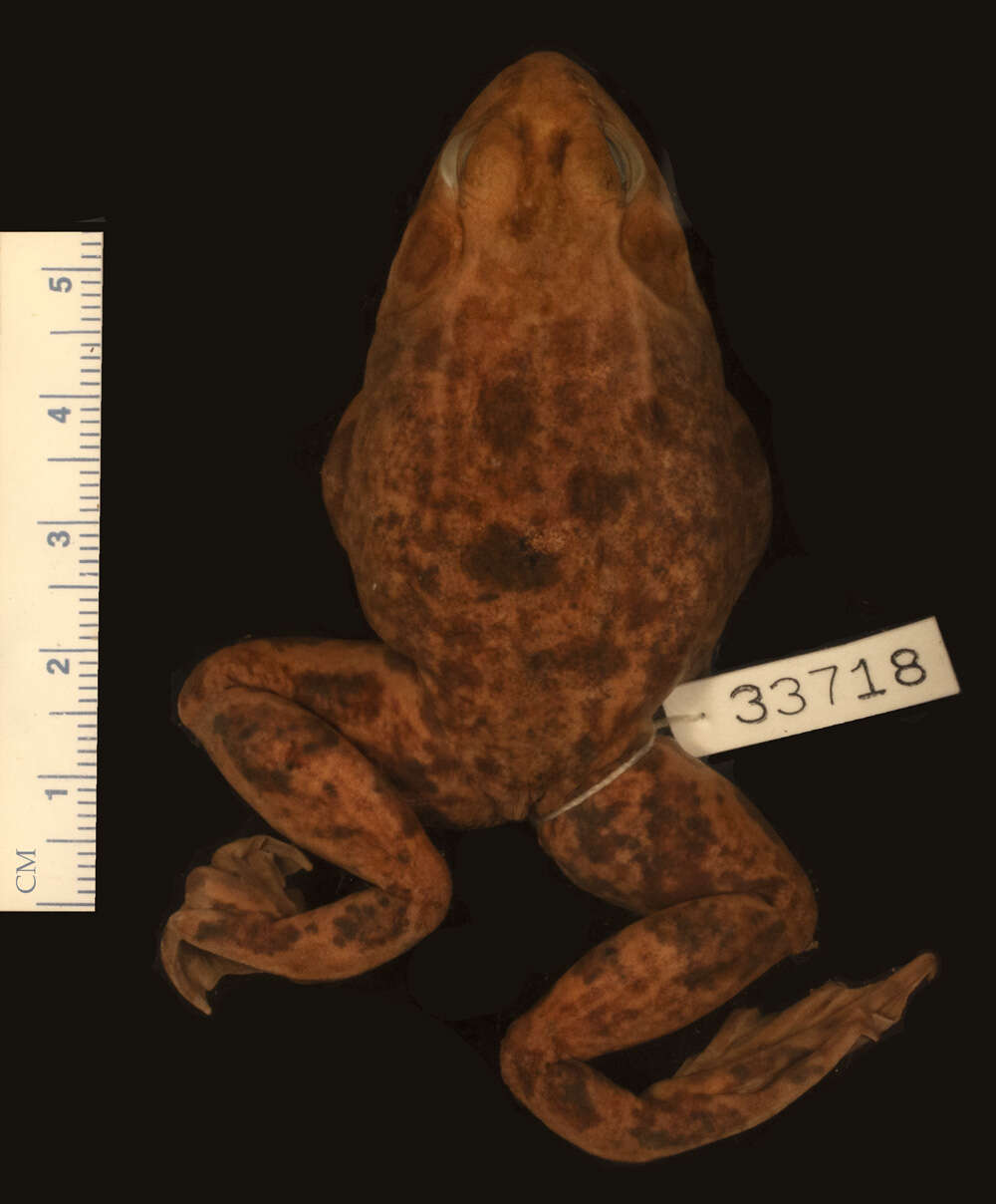 Sivun Lithobates septentrionalis (Baird 1854) kuva