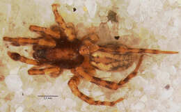 Image of Allocosa subparva Dondale & Redner 1983