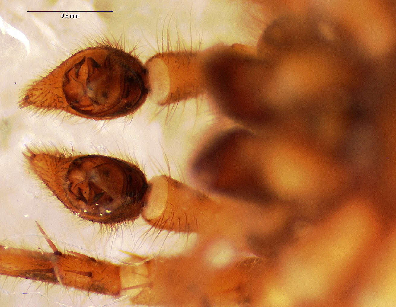 Image of Allocosa subparva Dondale & Redner 1983