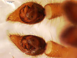 Image of Allocosa subparva Dondale & Redner 1983