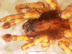 Image of Allocosa subparva Dondale & Redner 1983