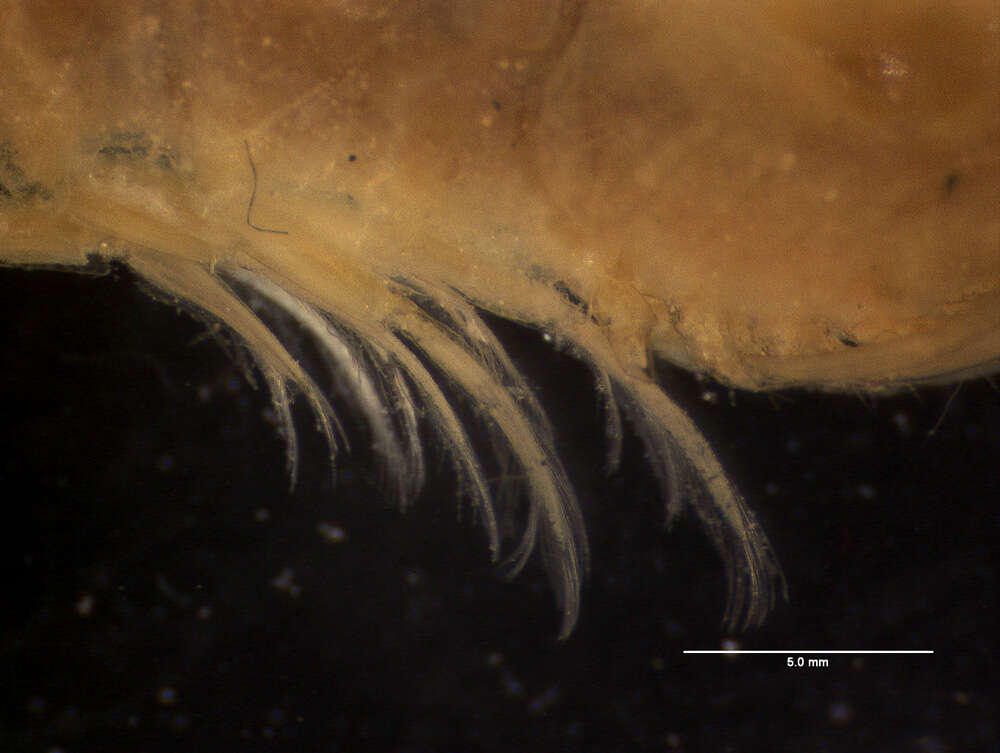 Image of <i>Periclimenes lucasi</i> Chace 1937
