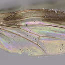 Image de Drosophila binocularis Zhang 2008