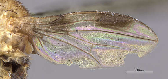 Image de Drosophila binocularis Zhang 2008