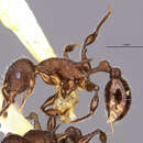 Image of <i>Temnothorax laetus</i>