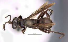 Image of Anoplius subcylindricus (Banks 1917)