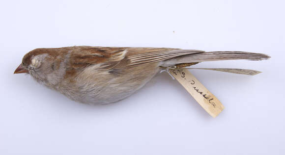 Image of Field Sparrow