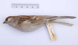 Image of Field Sparrow