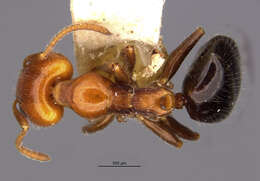 Image of Froggattella kirbii laticeps (Wheeler 1936)