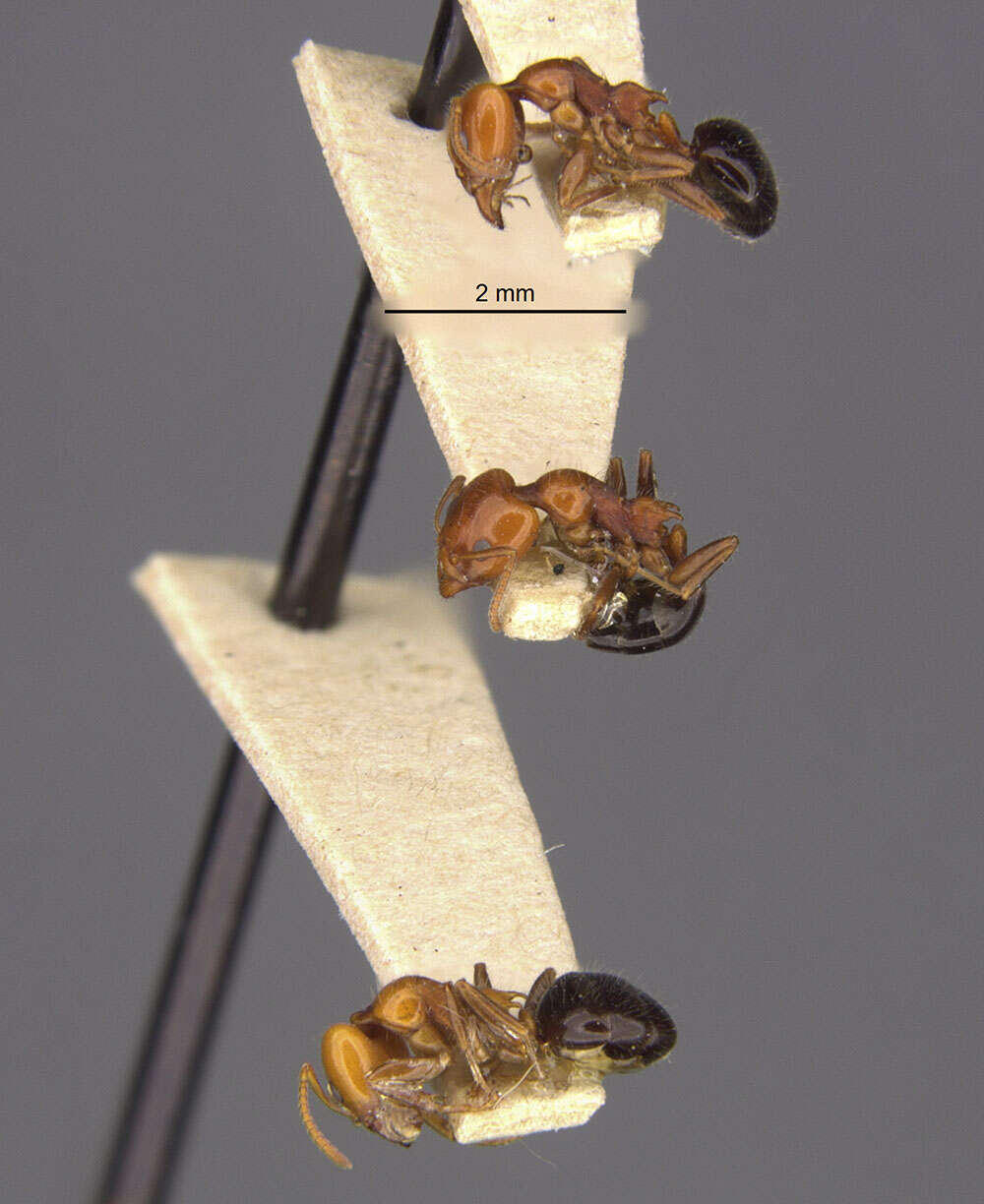 Image of Froggattella kirbii laticeps (Wheeler 1936)