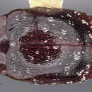 Image of <i>Chelonarium maculatum</i>