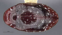 Image of <i>Chelonarium maculatum</i>