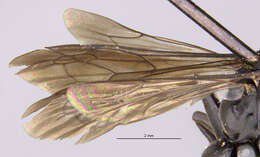 Anoplius nigerrimus (Scopoli 1763) resmi