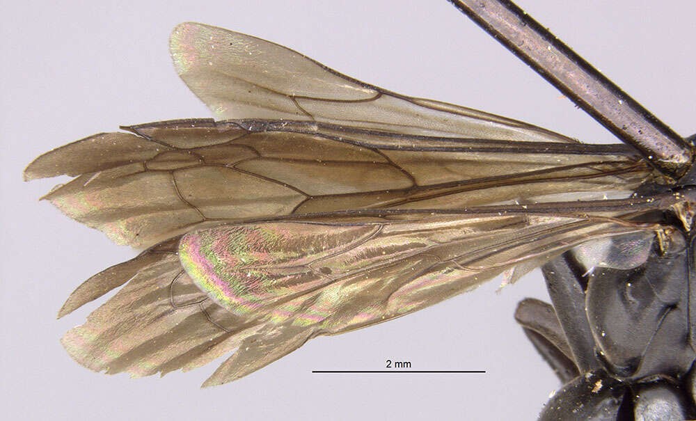 Image of Anoplius nigerrimus (Scopoli 1763)