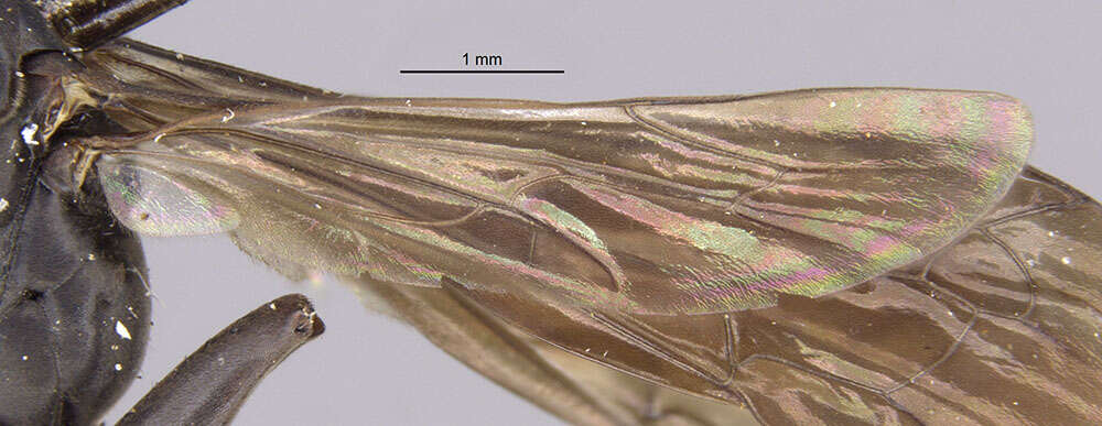 Anoplius nigerrimus (Scopoli 1763) resmi