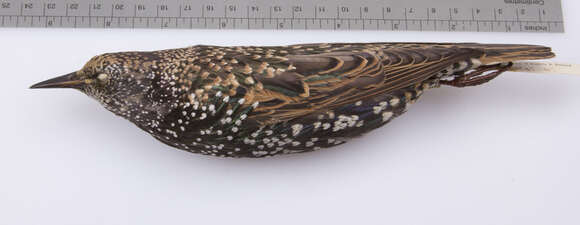 Image of Sturnus vulgaris vulgaris Linnaeus 1758