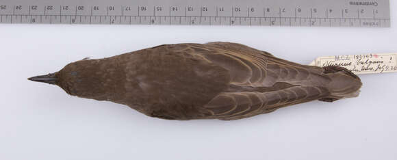 Image of Sturnus vulgaris vulgaris Linnaeus 1758