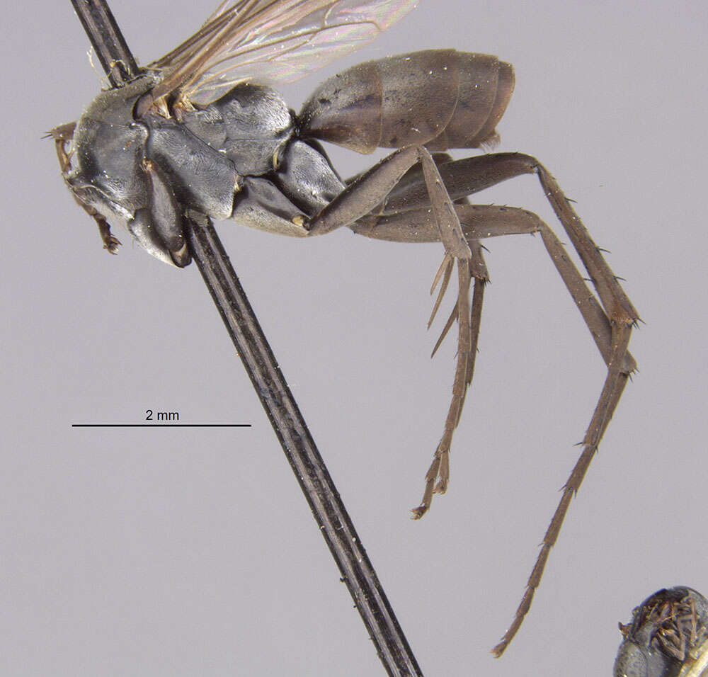 Image of Anoplius texanus (Dreisbach 1949)