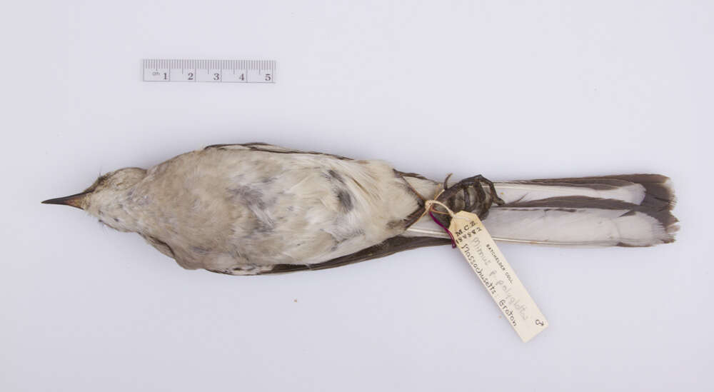 Image of Mimus polyglottos polyglottos (Linnaeus 1758)