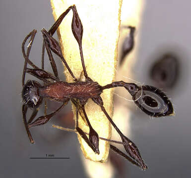 Image of <i>Temnothorax poeyi</i>