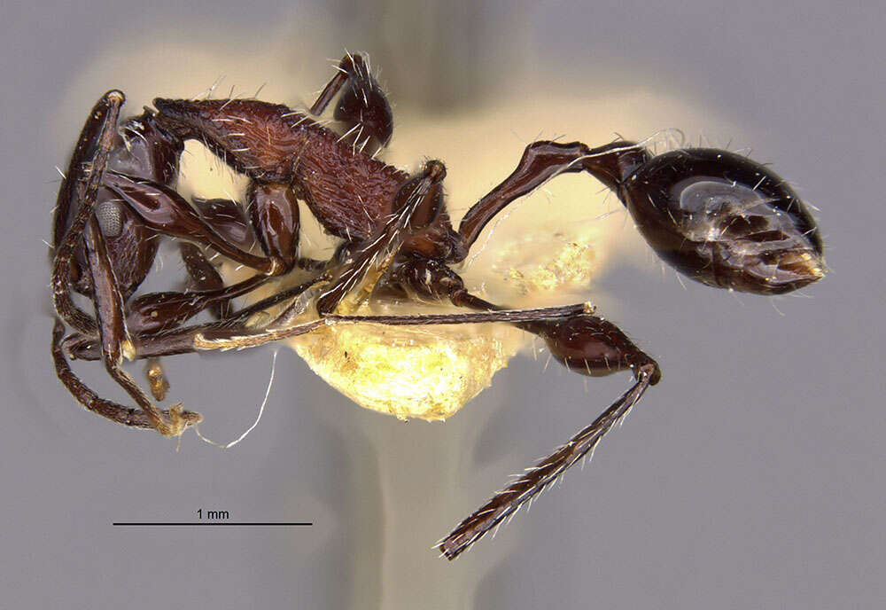 Image of <i>Temnothorax poeyi</i>