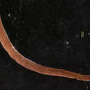 Image of glistenworm