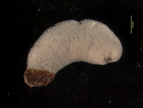 Image of southern mole glistenworm