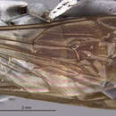 Image of Dicranoplius albidus Evans 1969