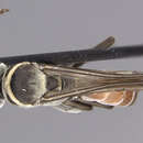 Image of Dicranoplius stangei Evans 1969