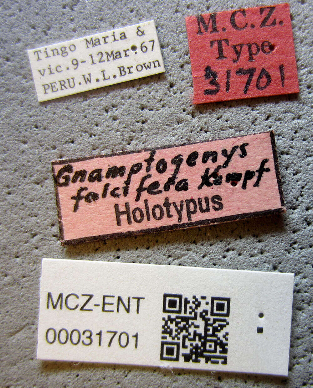Image of Gnamptogenys falcifera Kempf 1967