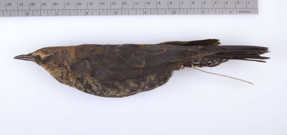 Image de Euphagus carolinus carolinus (Müller & Pls 1776)