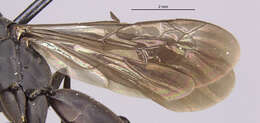 Image of Anoplius ventralis (Banks 1910)