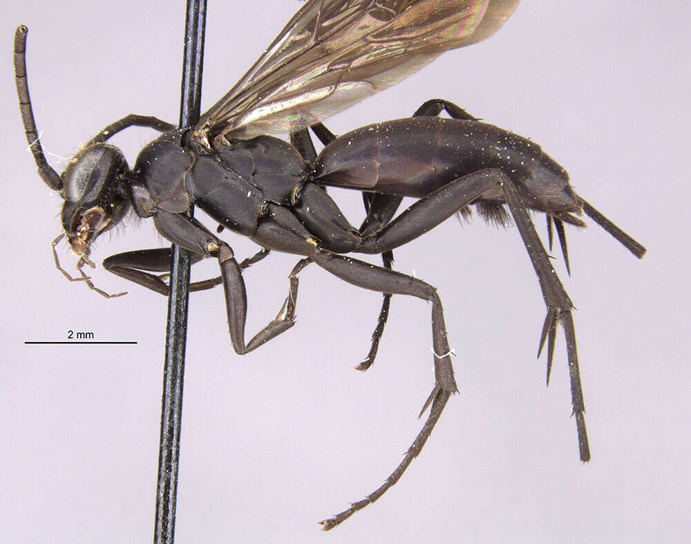 Image of Anoplius ventralis (Banks 1910)