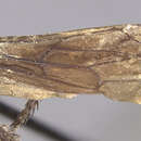 Image of Dicranoplius brevitarsus (Banks 1947)